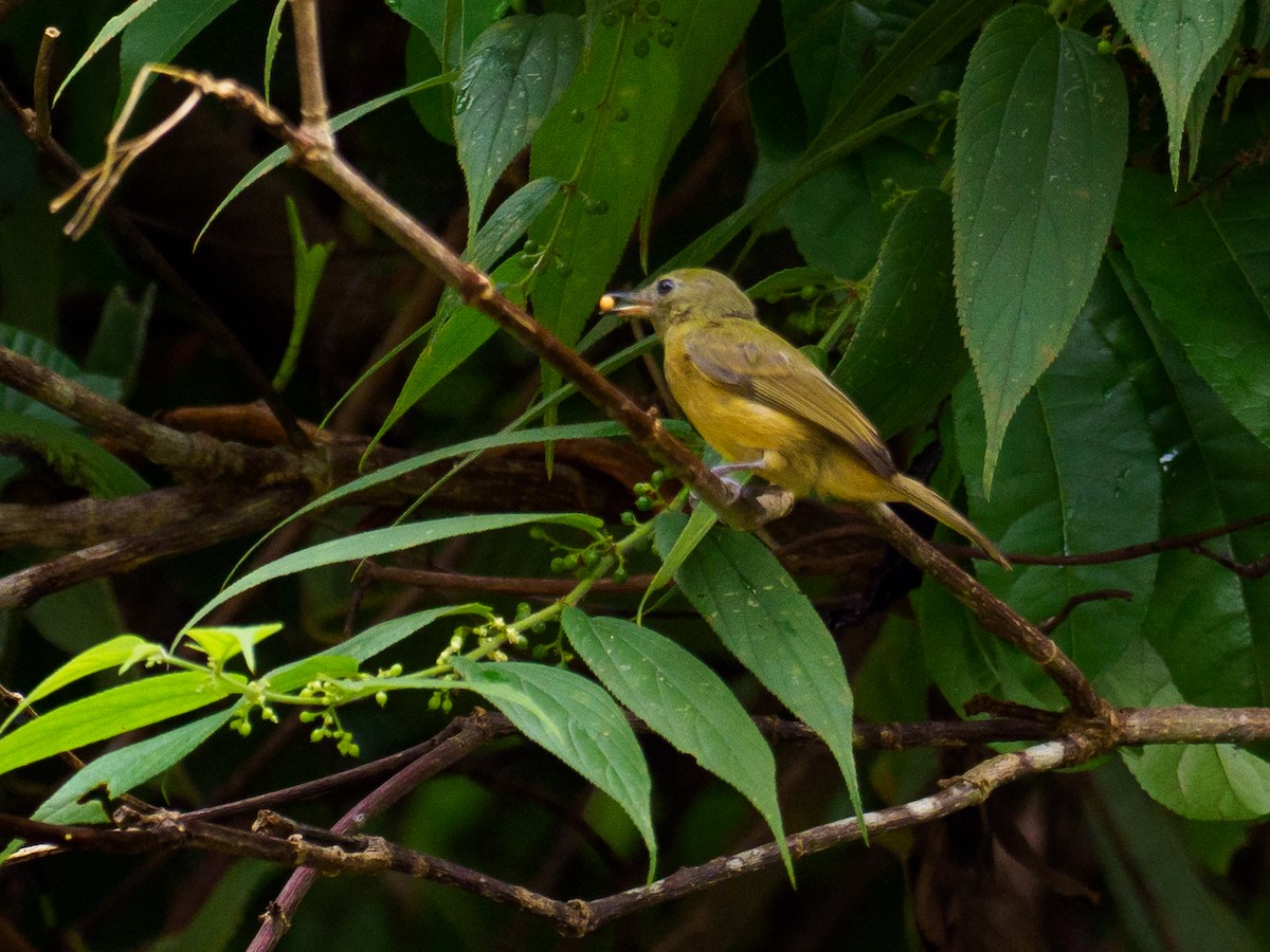 Ochre-bellied Flycatcher - ML637552217