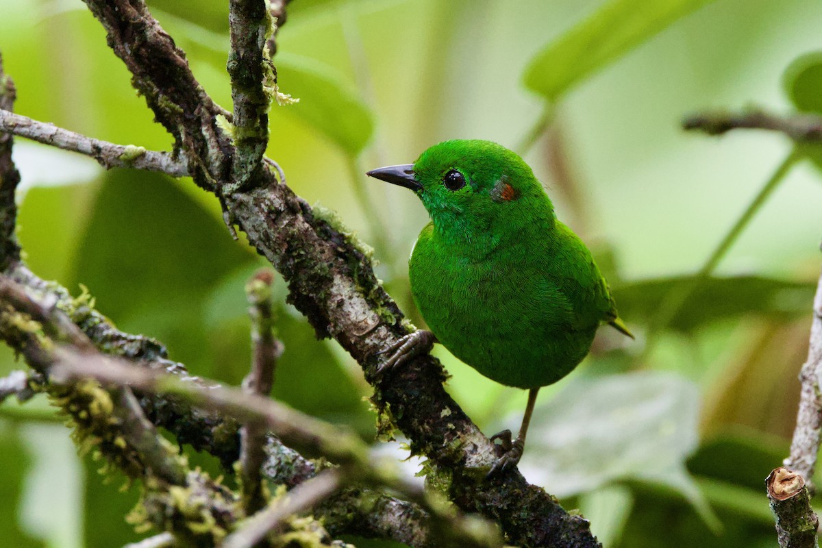 Glistening-green Tanager - ML637552218