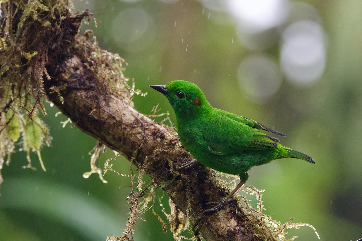 Glistening-green Tanager - ML637552219