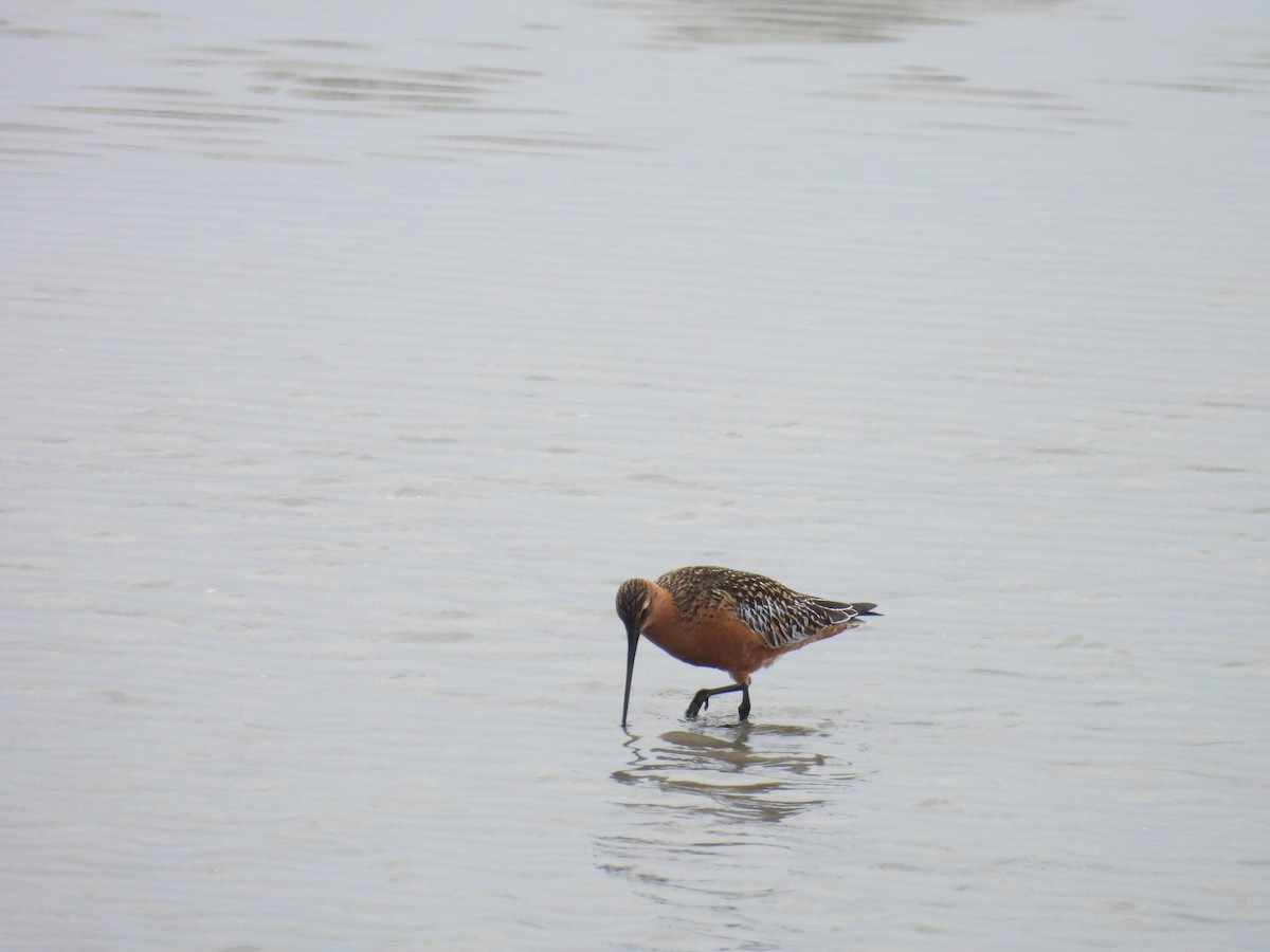 Bar-tailed Godwit - ML637552224