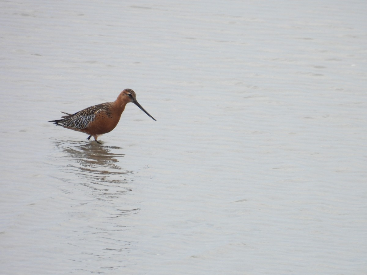 Bar-tailed Godwit - ML637552225
