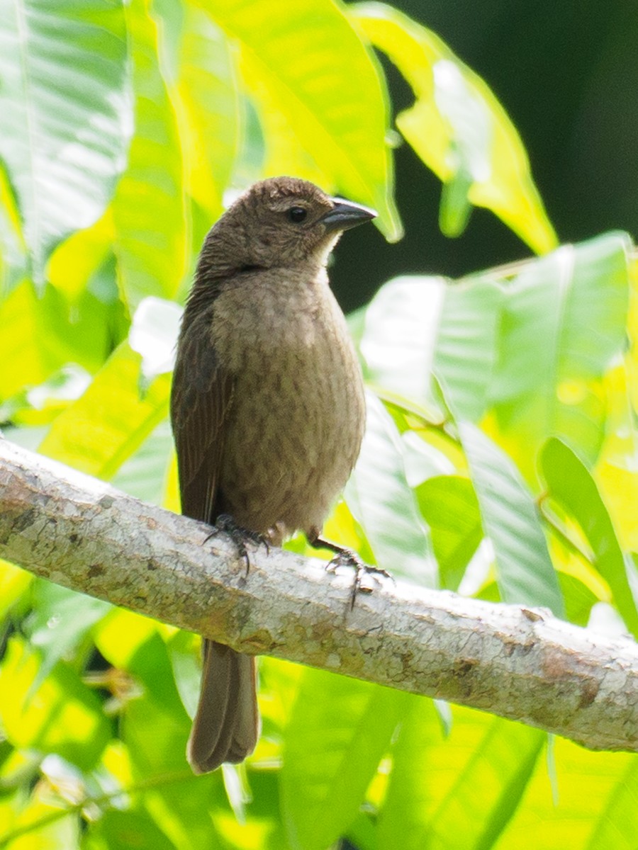 Shiny Cowbird - ML637552254
