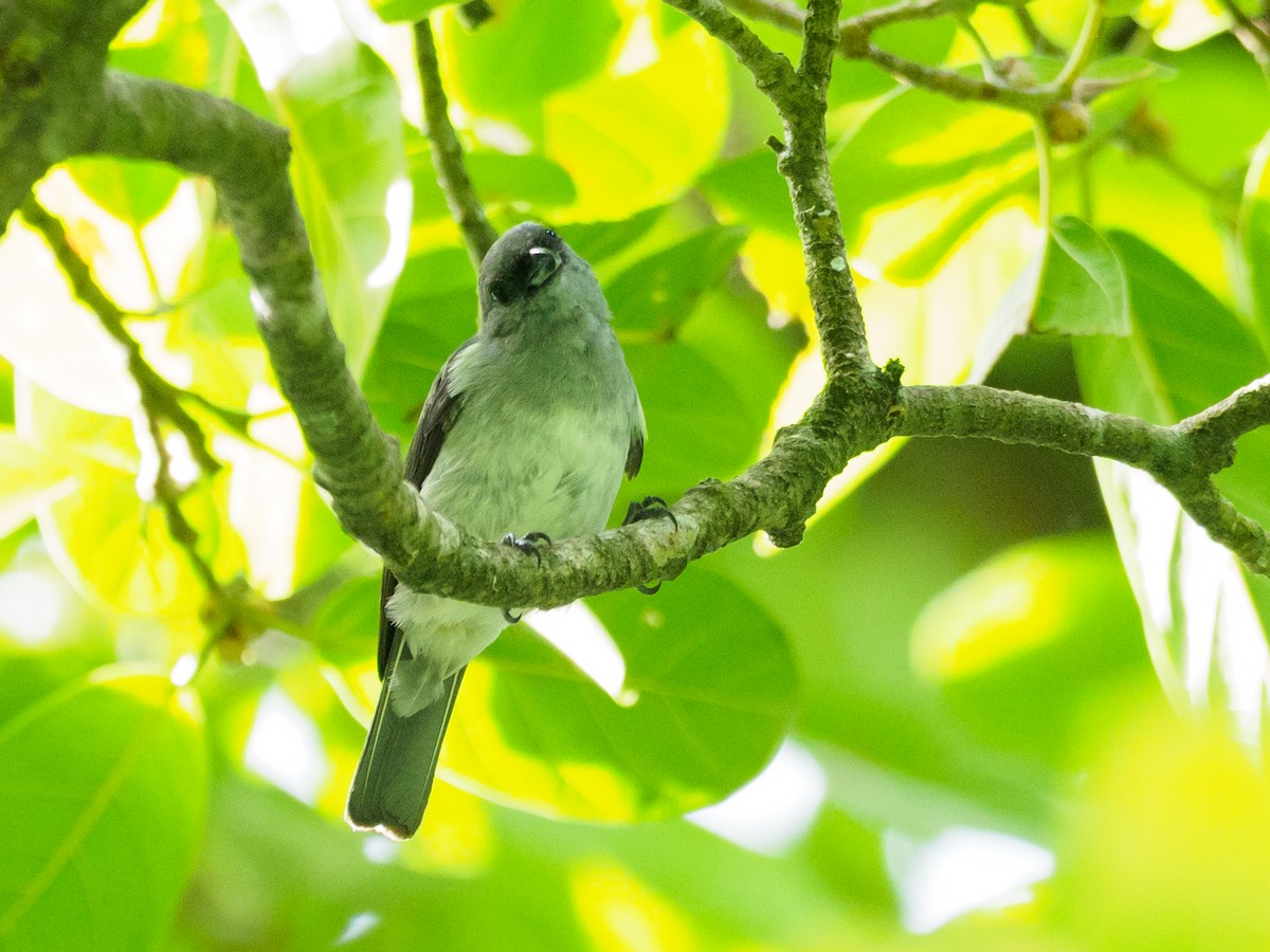 Plain-colored Tanager - ML637552260