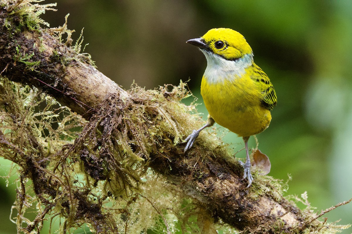 Silver-throated Tanager - ML637552275