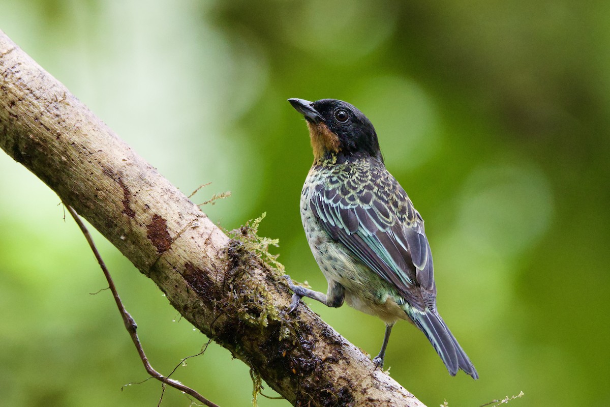 Rufous-throated Tanager - ML637552290
