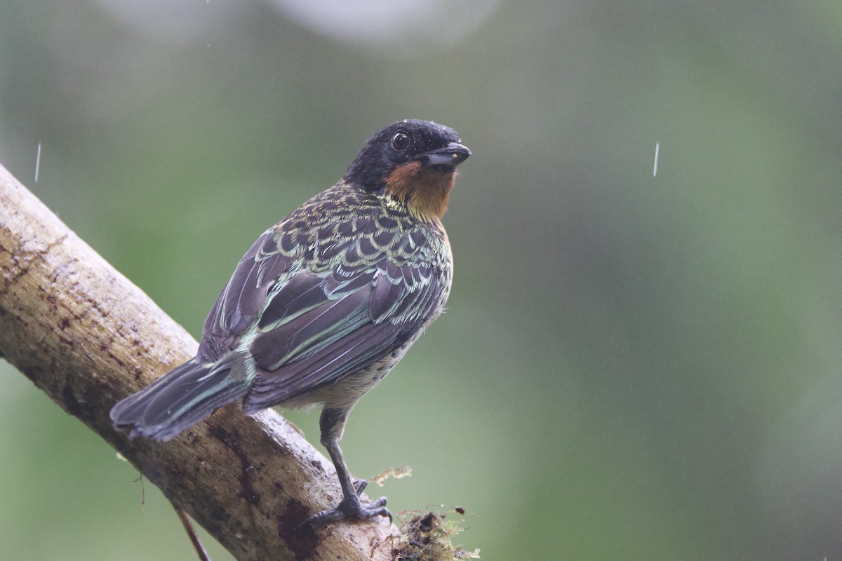Rufous-throated Tanager - ML637552291