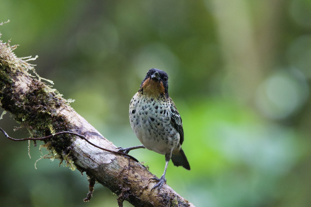 Rufous-throated Tanager - ML637552292