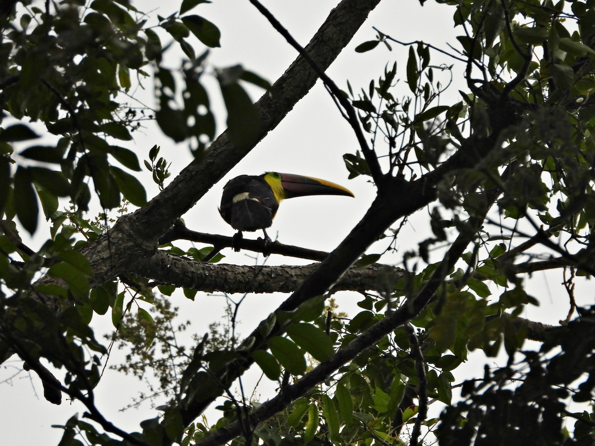 Yellow-throated Toucan - ML637552302