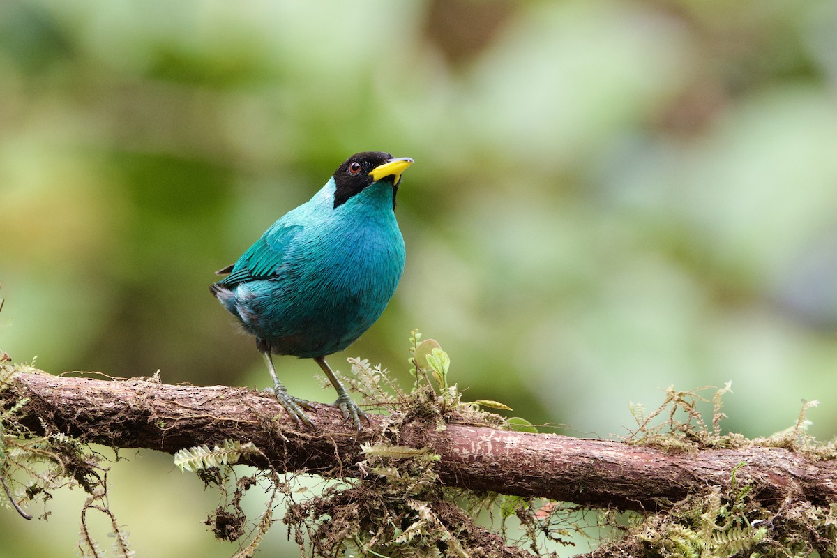 Green Honeycreeper - ML637552310