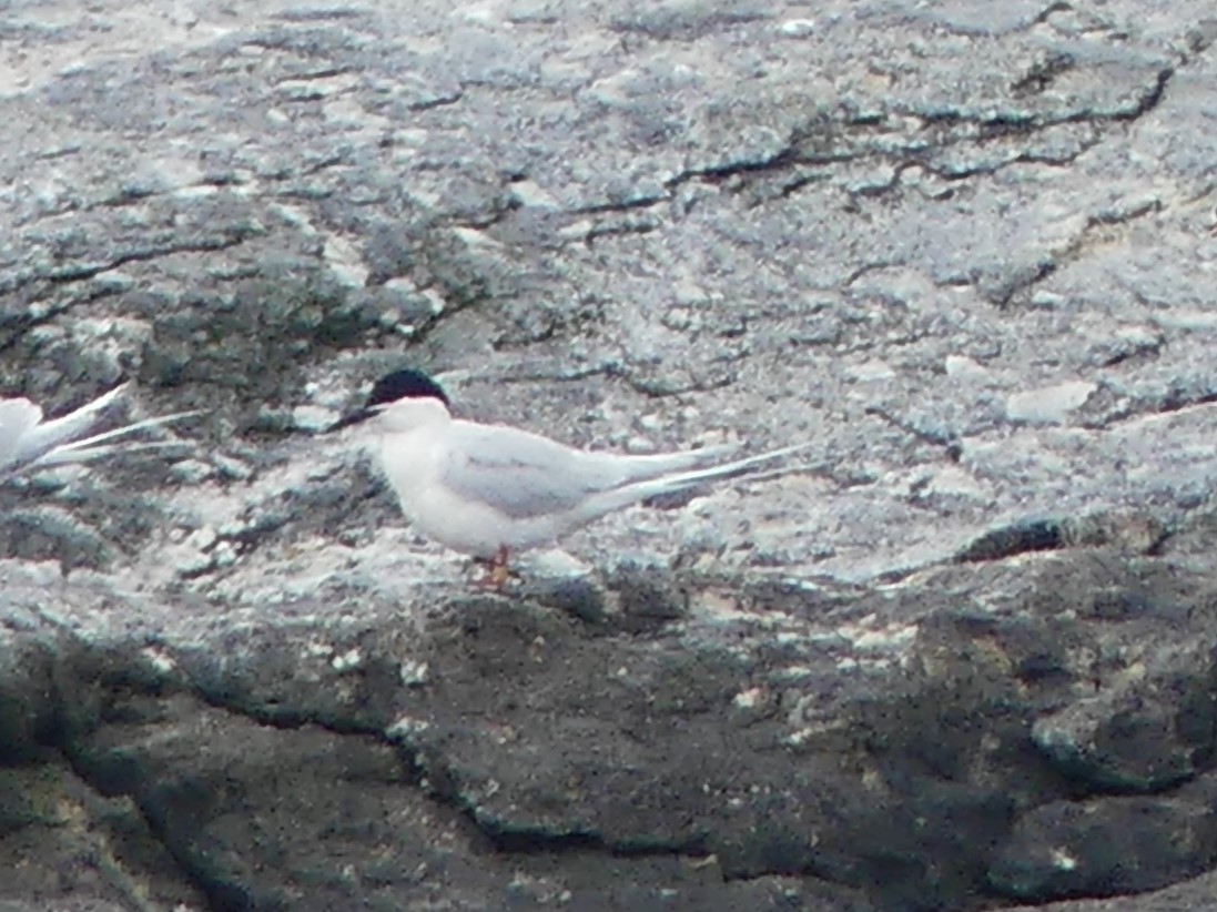 Roseate Tern - ML637552329