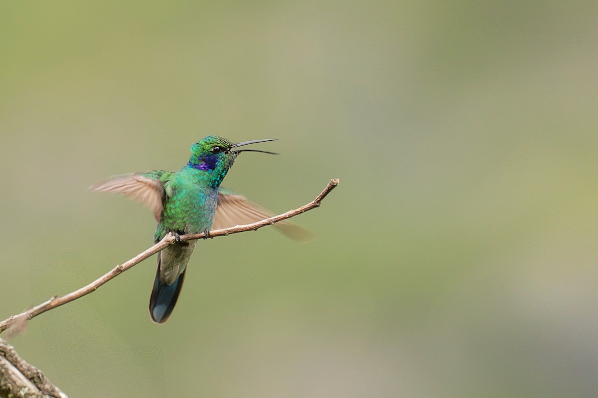 Colibrí Verdemar Menor - ML637552372