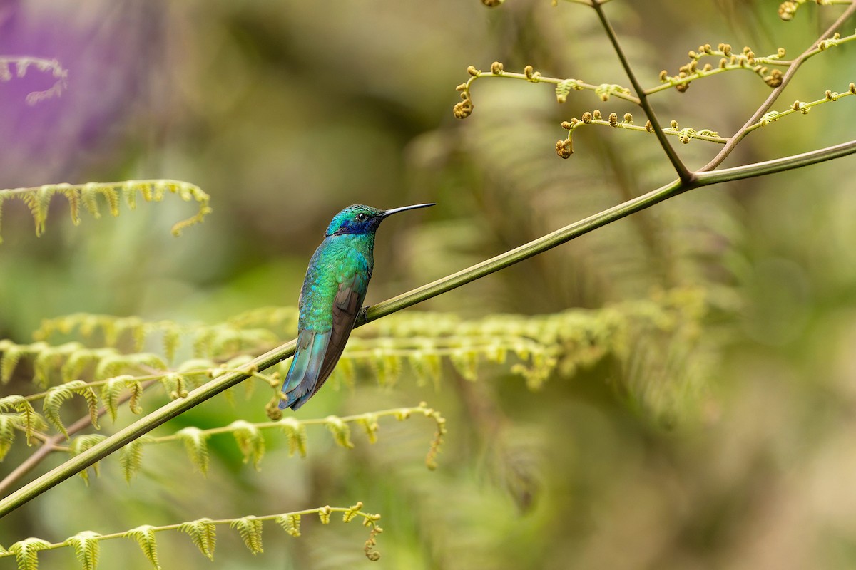 Colibrí Verdemar Menor - ML637552373