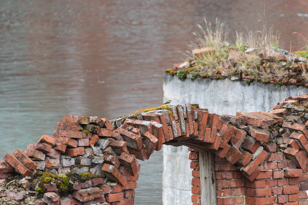 Gray Wagtail - ML637552391
