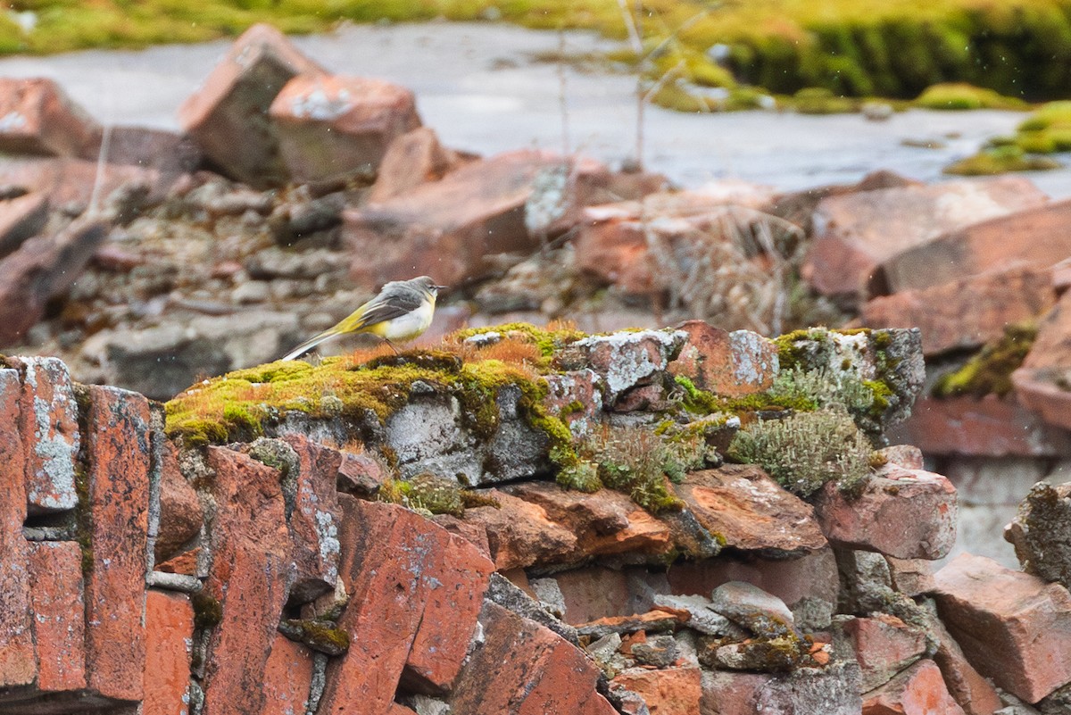 Gray Wagtail - ML637552393