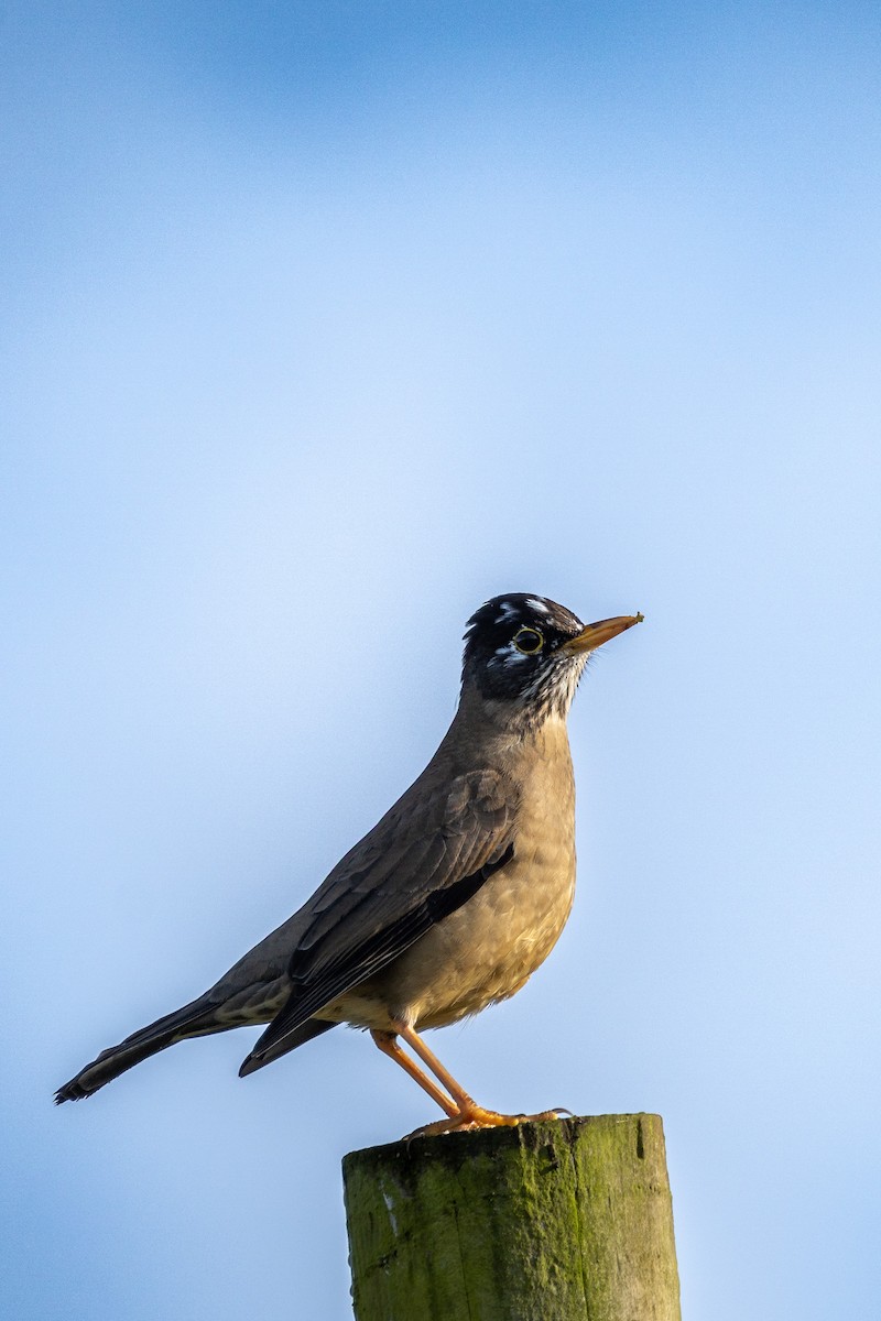 Austral Thrush - ML637552407