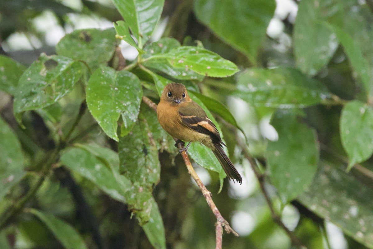 Cinnamon Flycatcher - ML637552414
