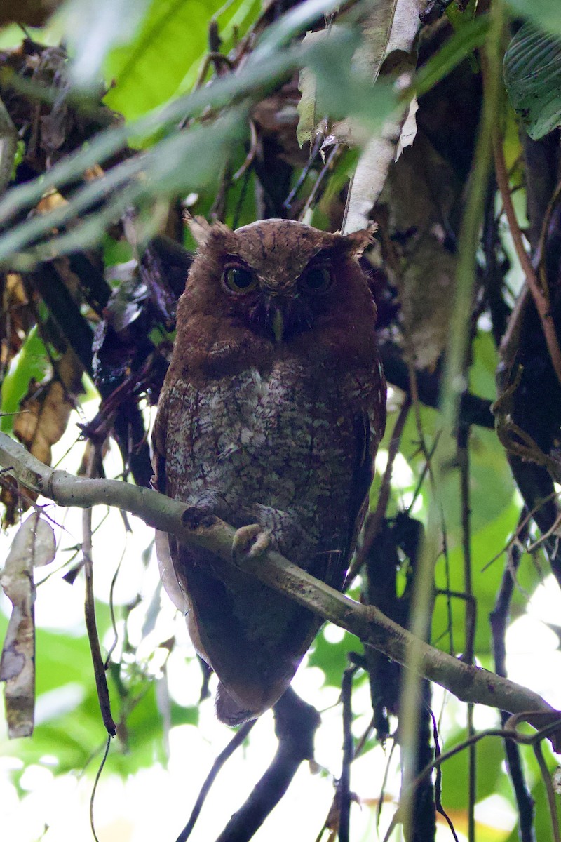 Choco Screech-Owl - ML637552448