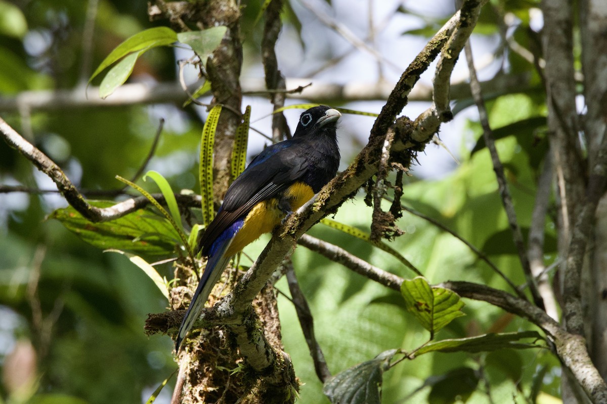 White-tailed Trogon - ML637552457