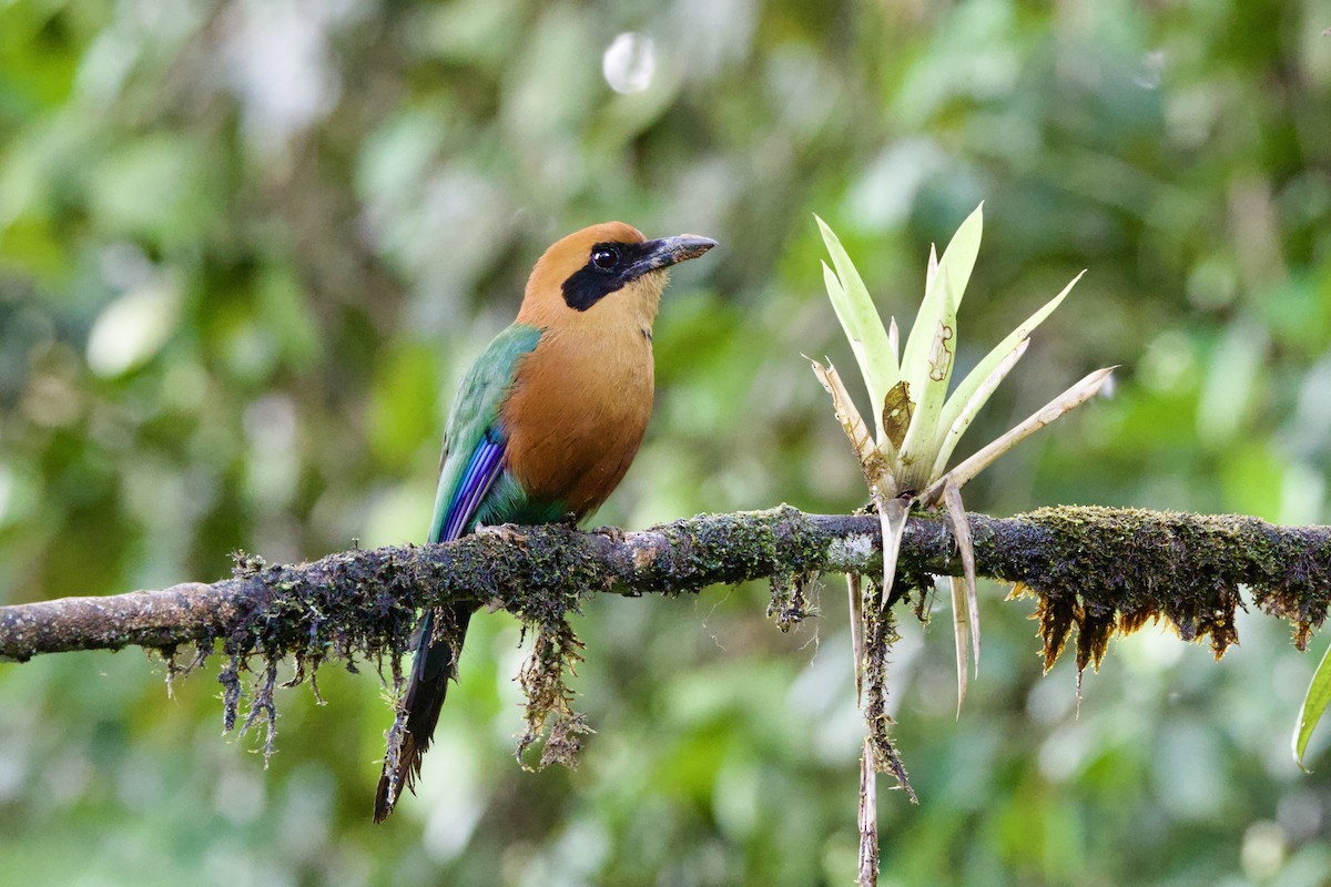 Rufous Motmot - ML637552466