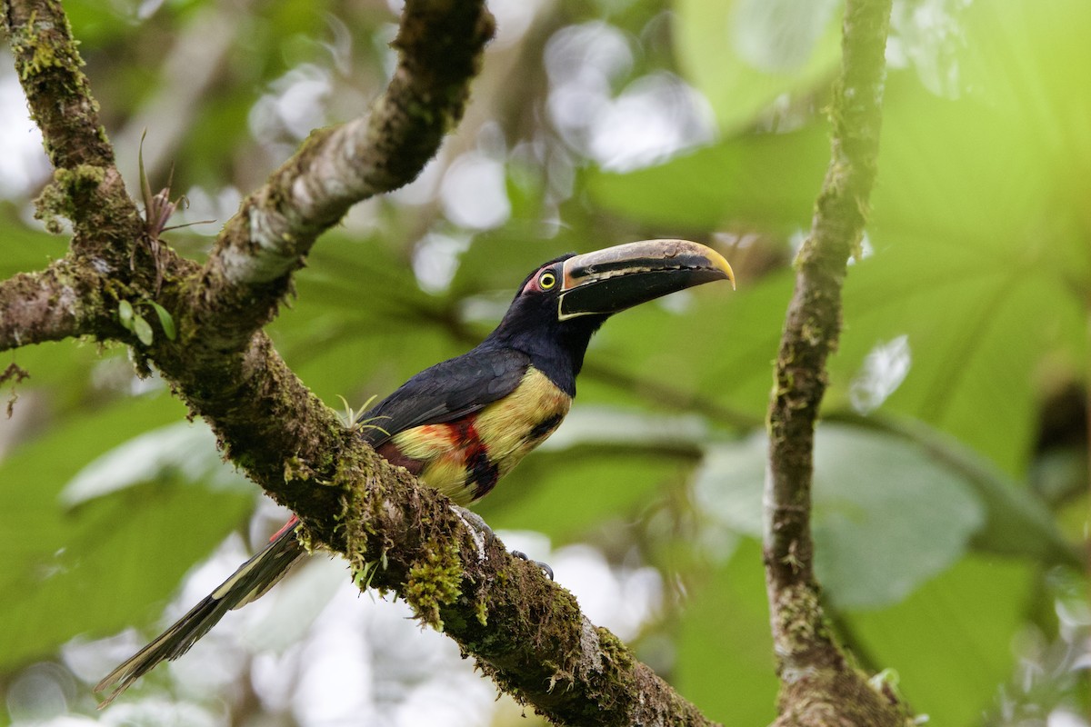 Collared Aracari - ML637552473