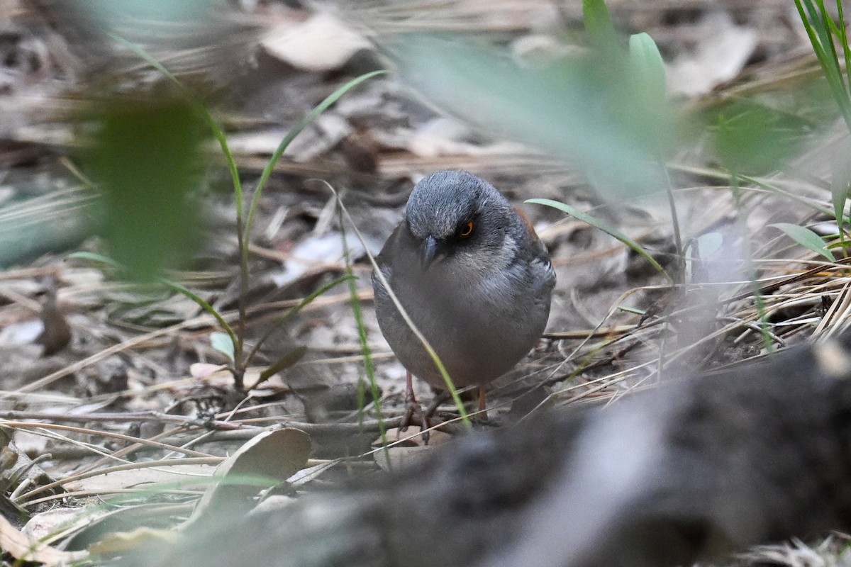 Yellow-eyed Junco - ML637552488
