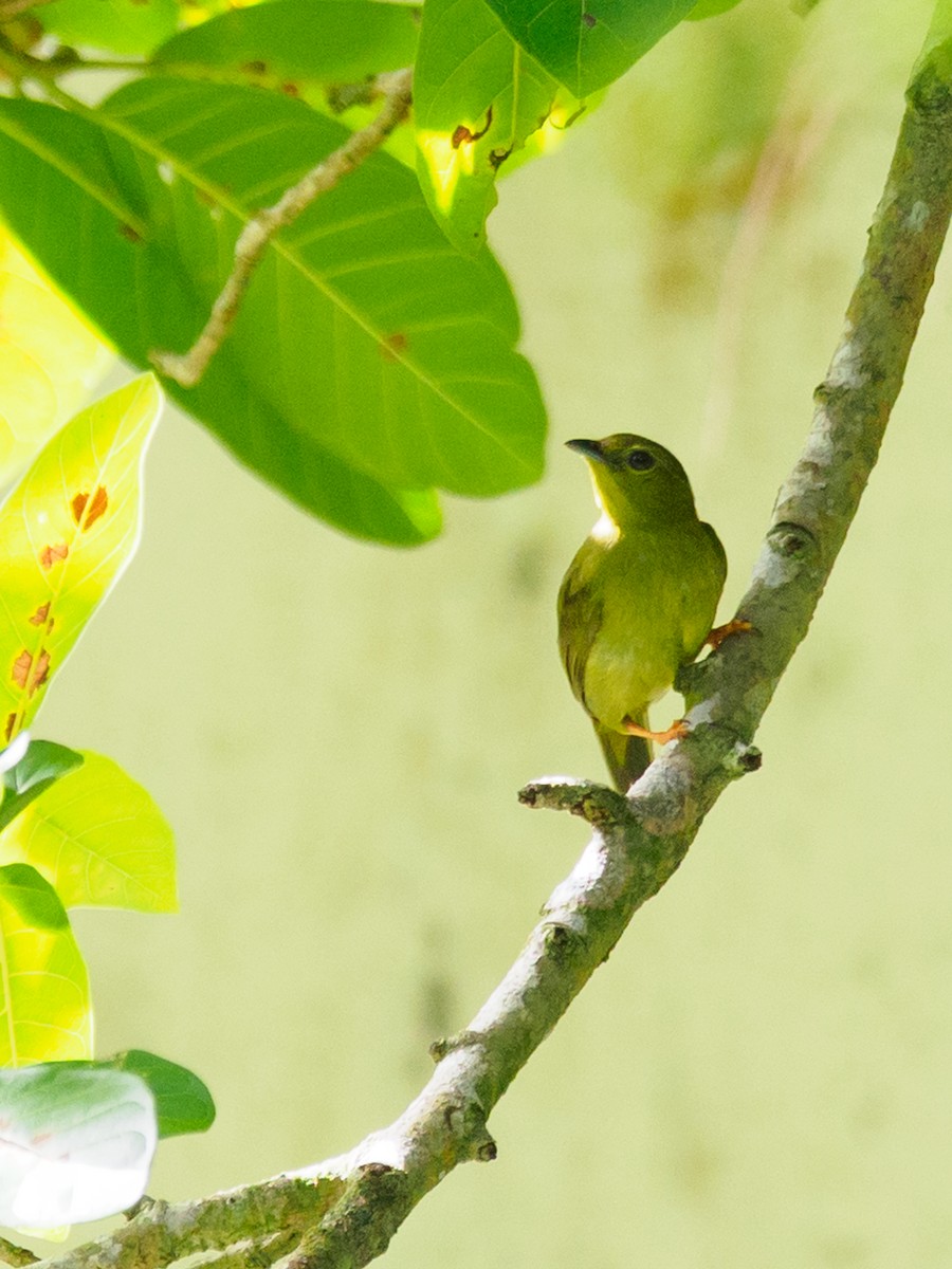 Golden-collared Manakin - ML637552501