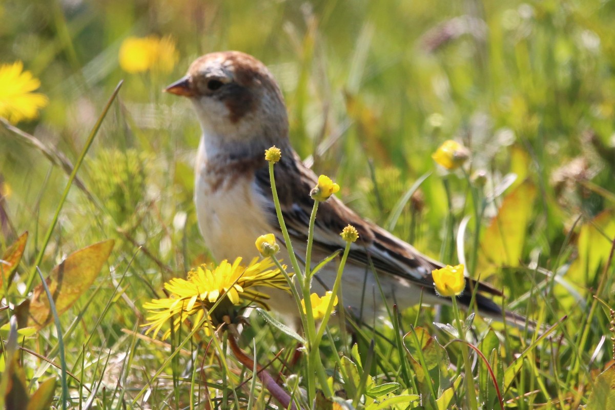 Snow Bunting - ML637552541
