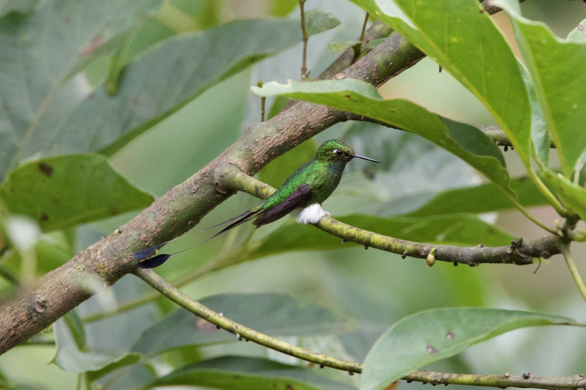 White-booted Racket-tail - ML637552549