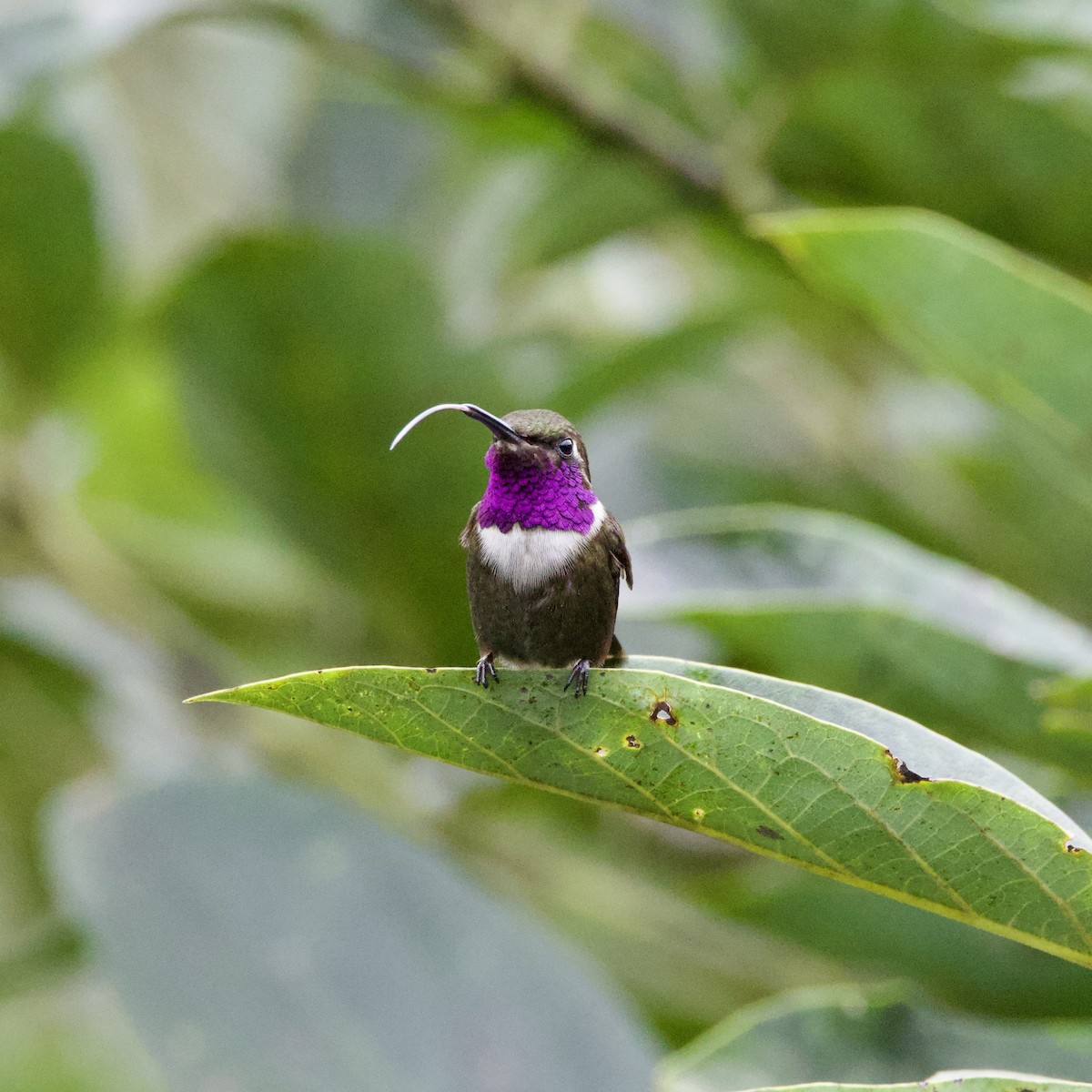 Purple-throated Woodstar - ML637552555