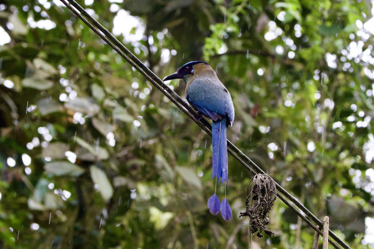 Andean Motmot - ML637552564