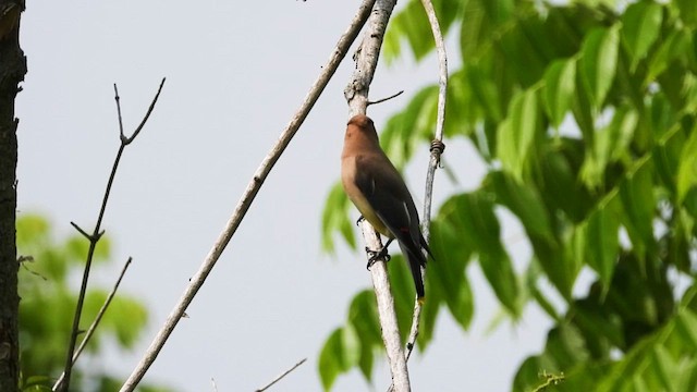 Cedar Waxwing - ML637552610