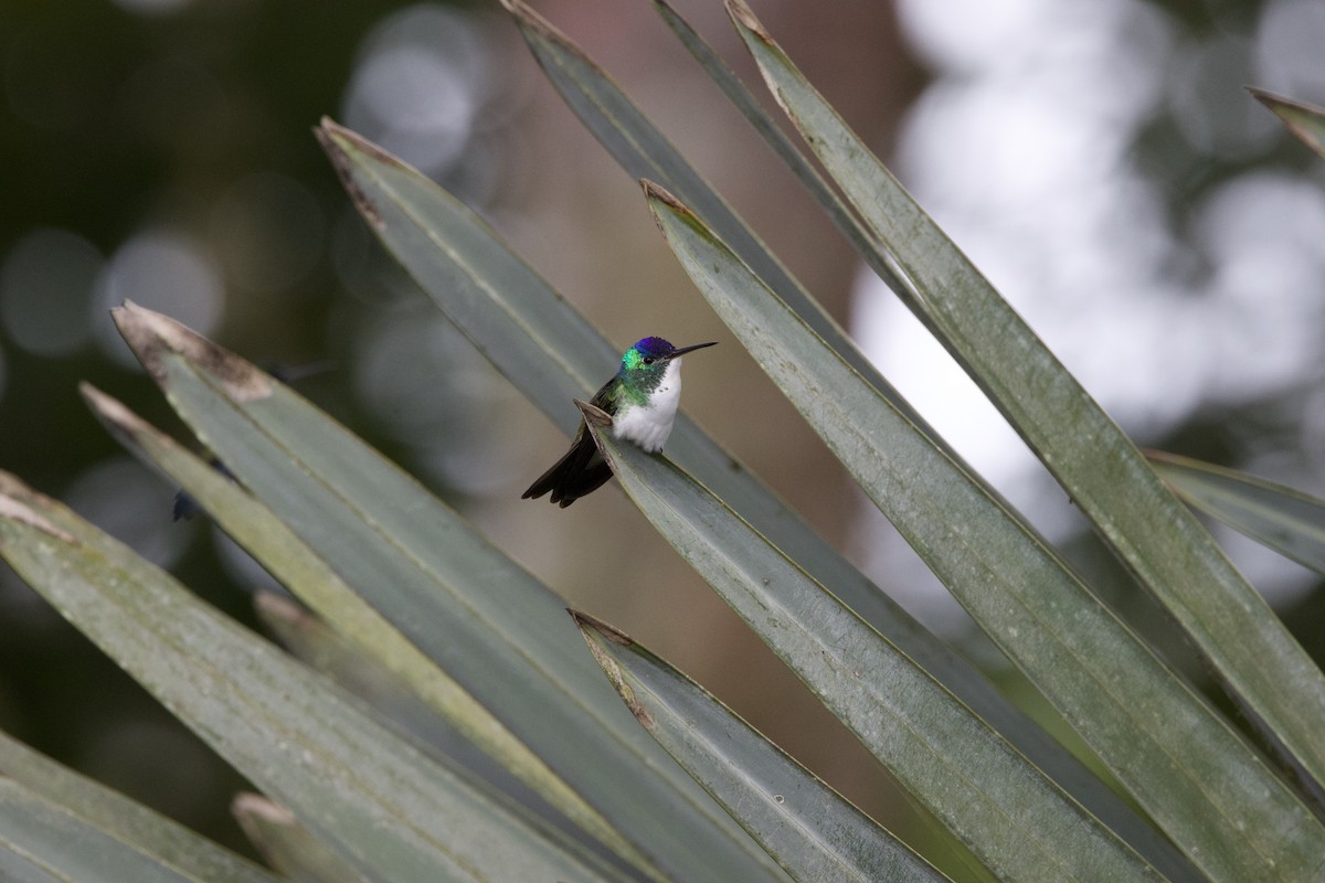 Andean Emerald - ML637552655