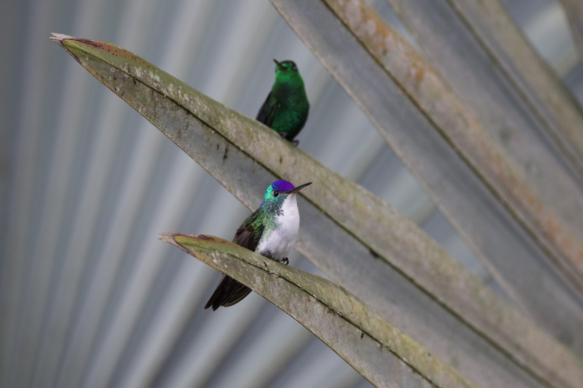 Andean Emerald - ML637552656