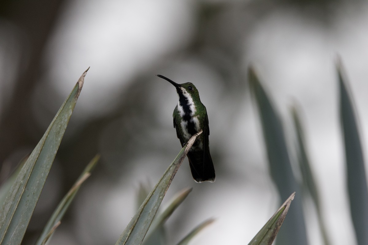 Black-throated Mango - ML637552662