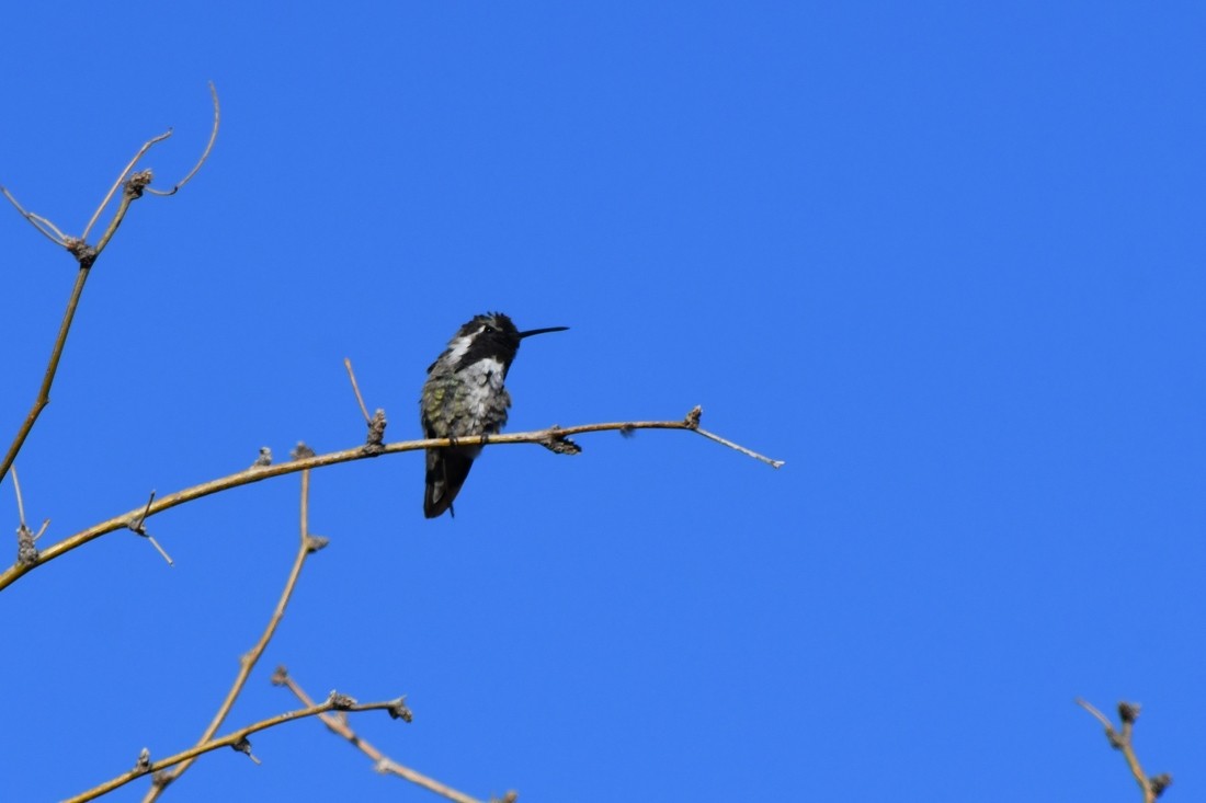 Costa's Hummingbird - ML637552666