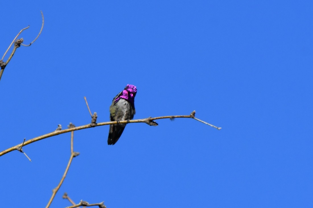 Costa's Hummingbird - ML637552667