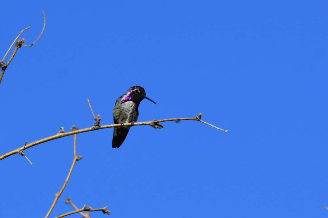 Costa's Hummingbird - ML637552668