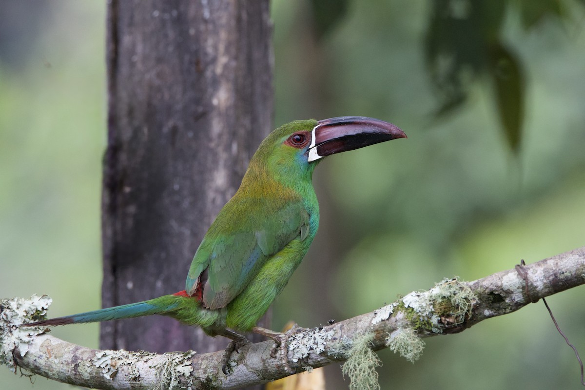 Crimson-rumped Toucanet - ML637552669