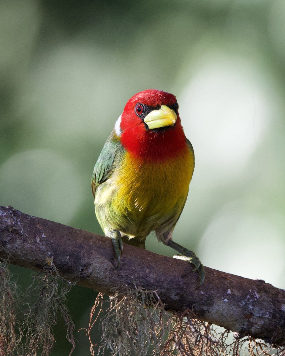 Red-headed Barbet - ML637552676