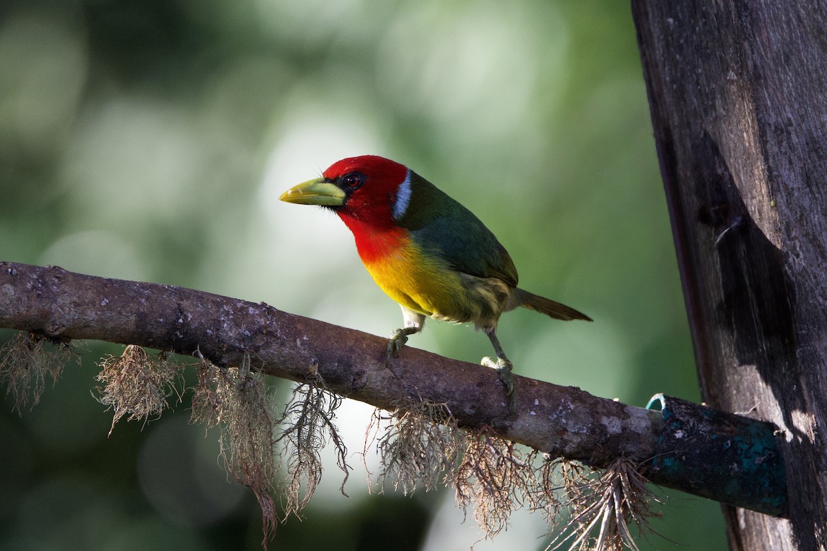 Red-headed Barbet - ML637552677