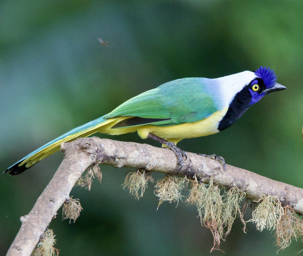 Green Jay - ML637552684