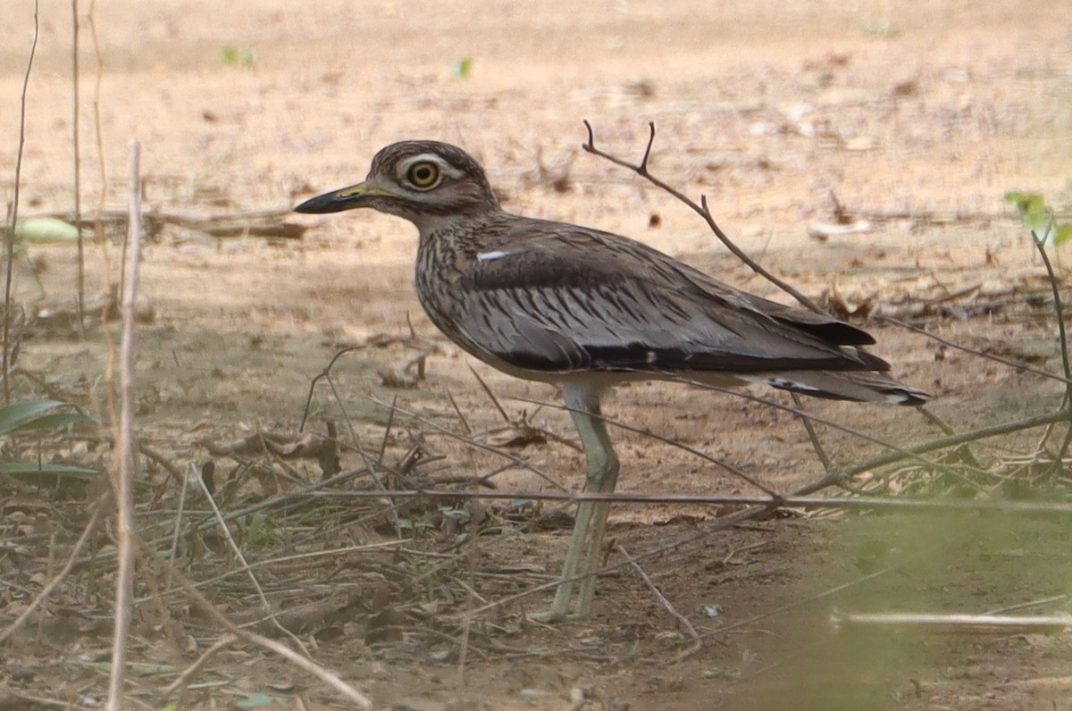 Senegal Thick-knee - ML637552693