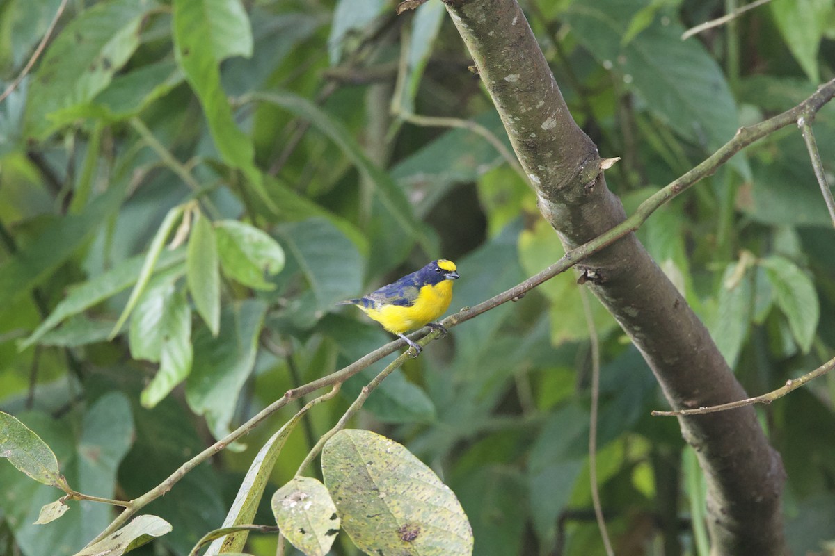 Thick-billed Euphonia - ML637552703