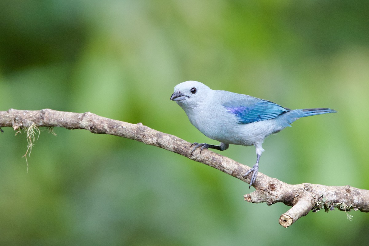 Blue-gray Tanager - ML637552717