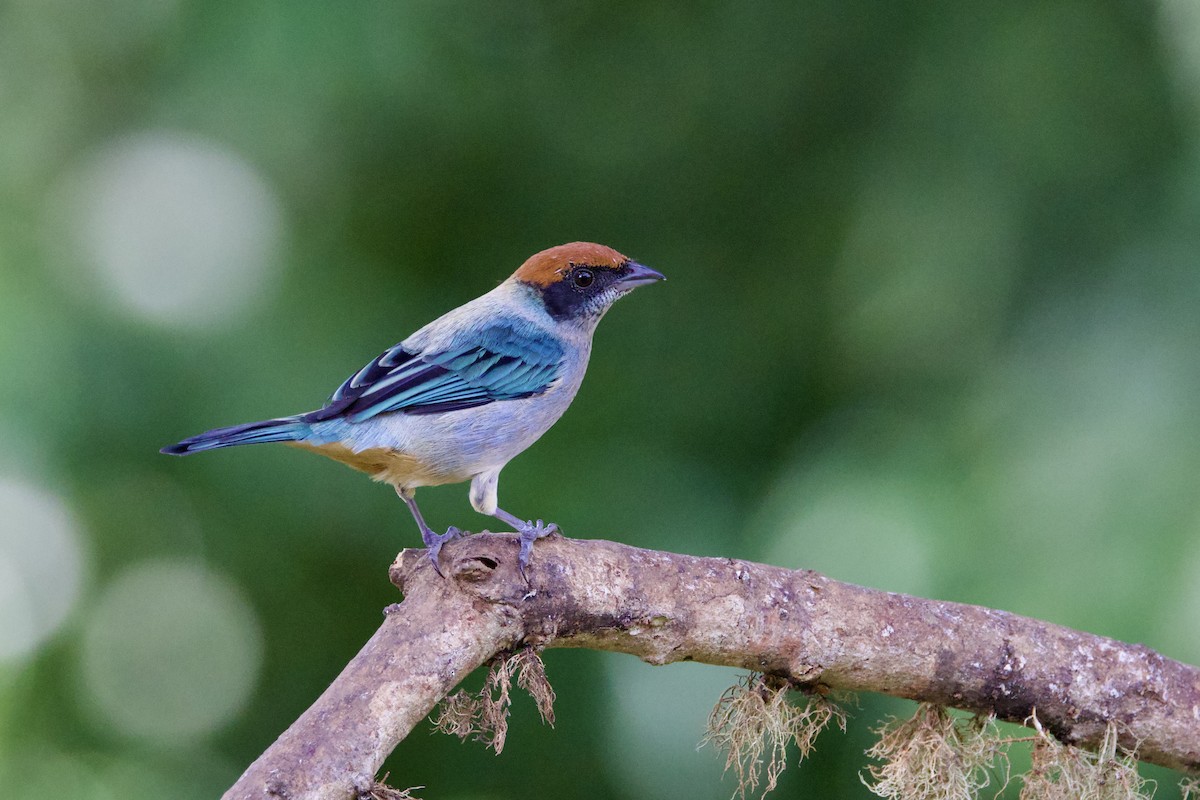 Scrub Tanager - ML637552725