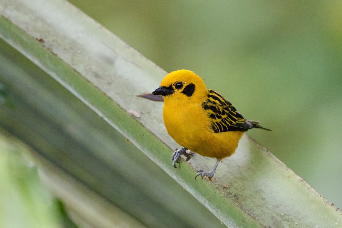 Golden Tanager - ML637552730