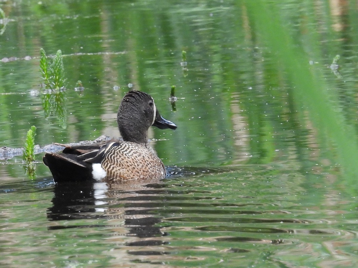 Blue-winged Teal - ML637552745