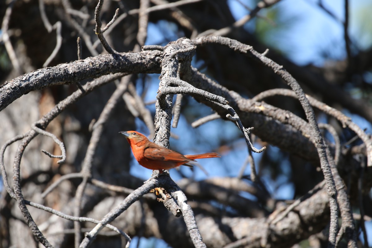 Hepatic Tanager - ML637552866