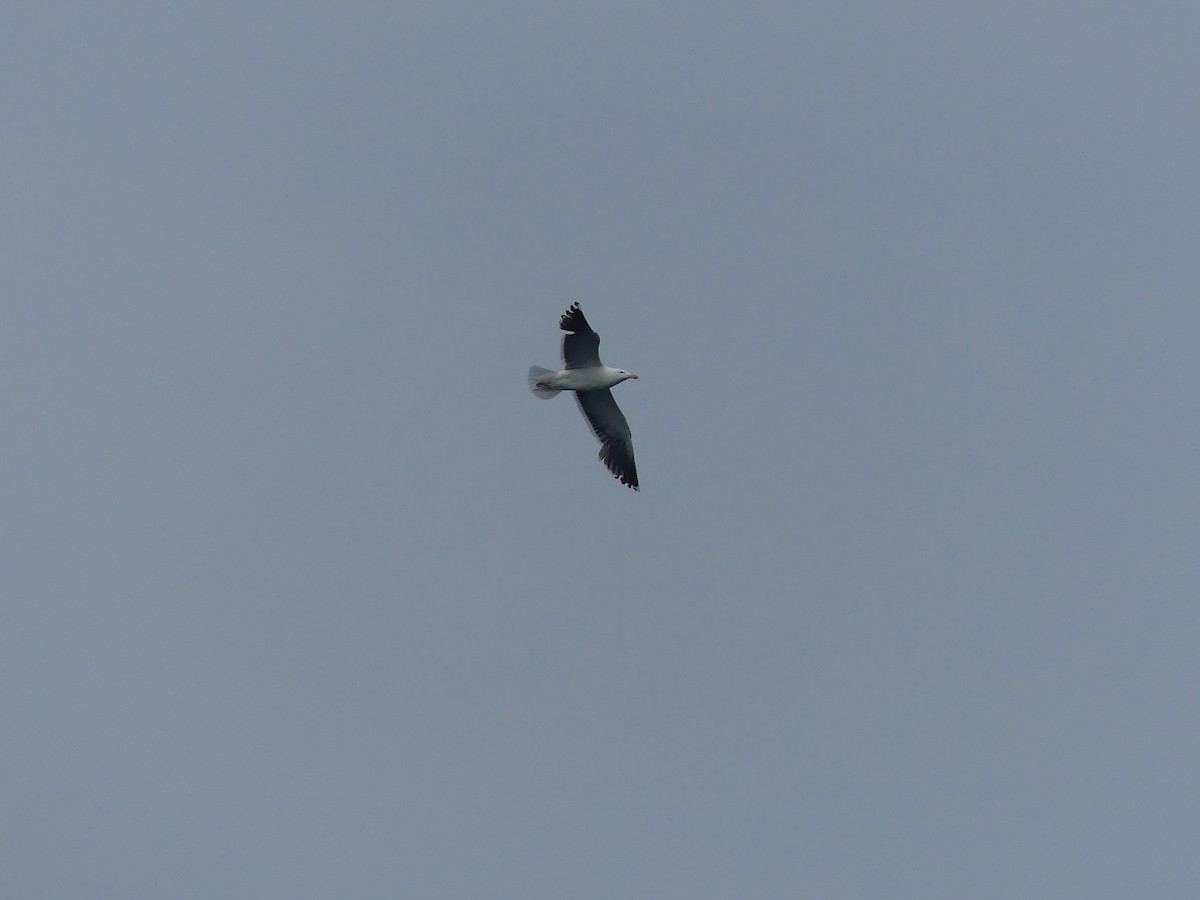 Great Black-backed Gull - ML637552938