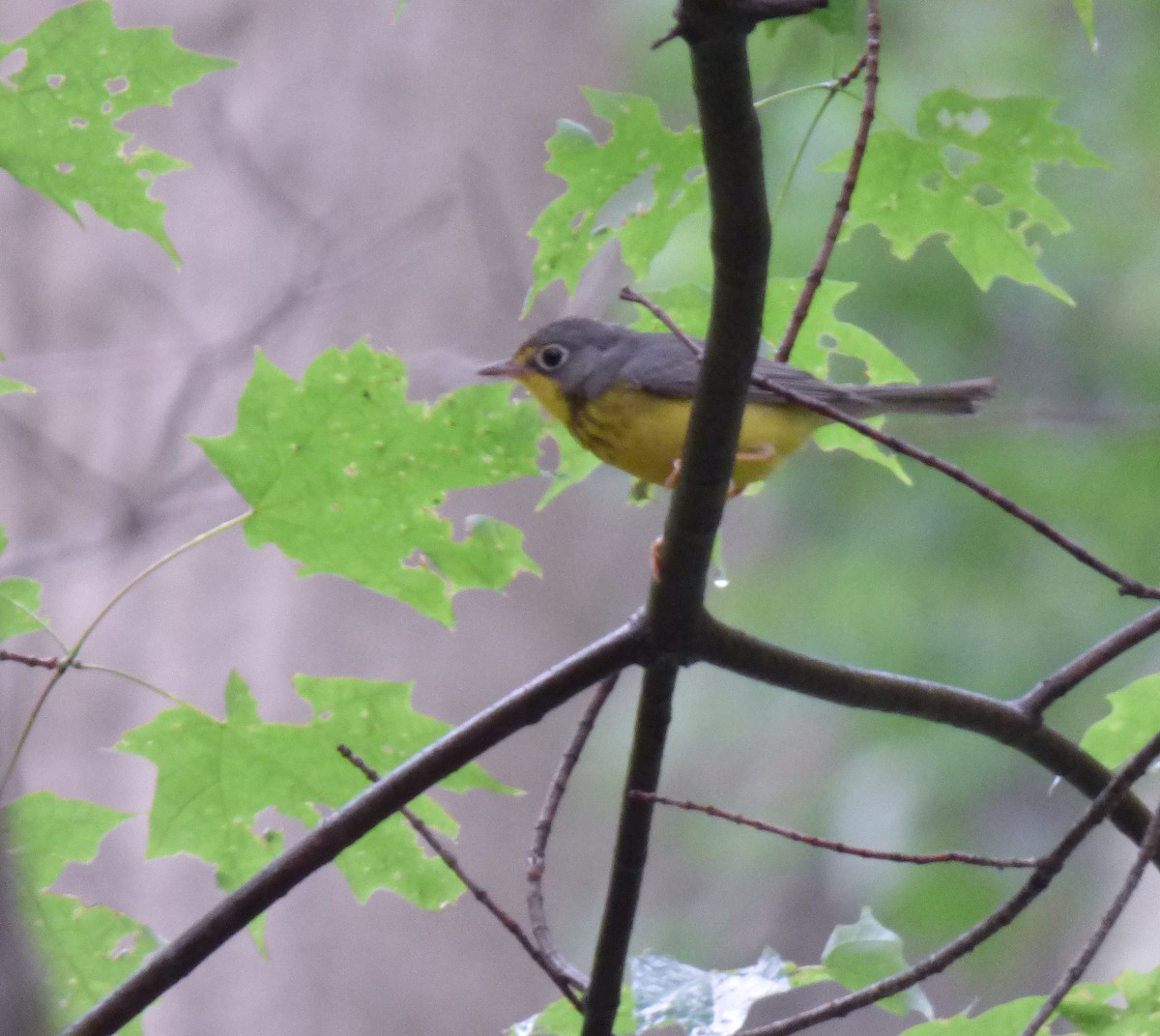 Canada Warbler - ML637552955